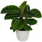 Calathea  'Zebrina' + Cache pot Blanc